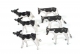 Friesian Calves