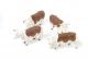 Hereford Cattle