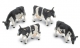 Friesian Cows
