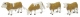 Simmental Cattle